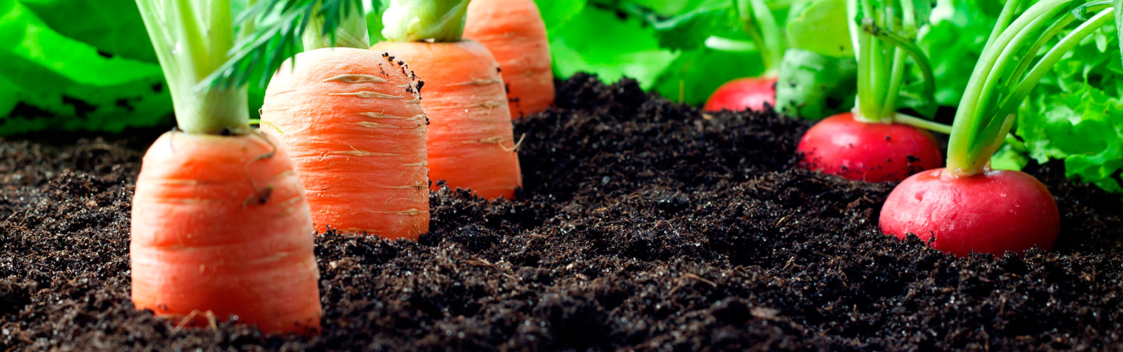 Como fazer uma hortinha orgânica dentro de casa