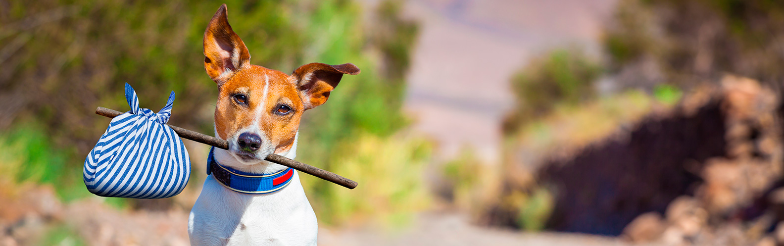 4 passos para ajudar um cachorro abandonado