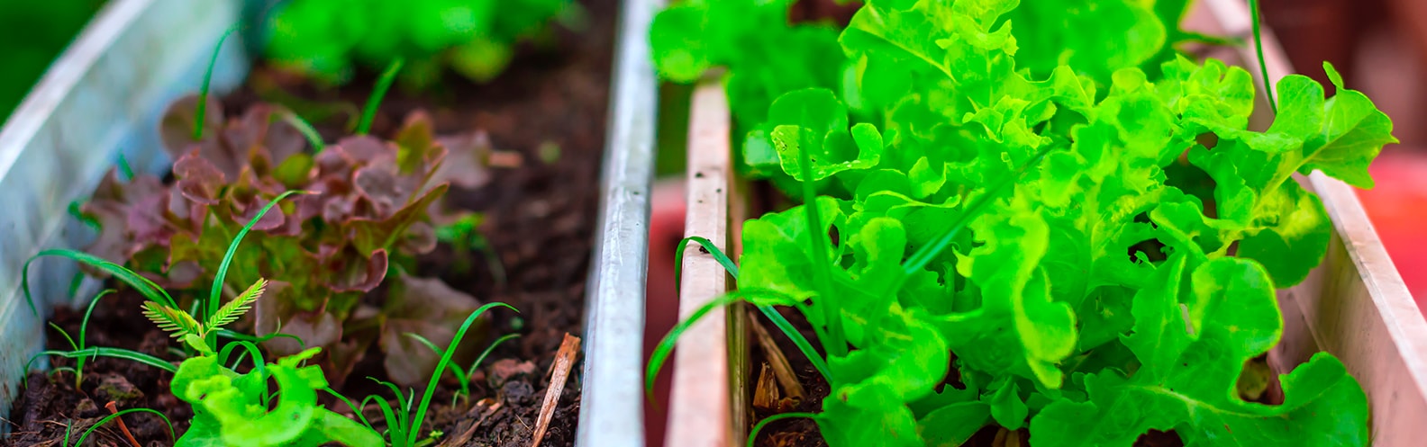 Mini horta em casa: como economizar sendo sustentável