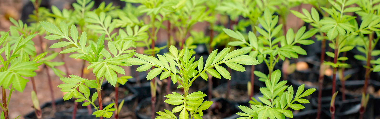 Para que serve a certificação florestal em produtos que eu compro?