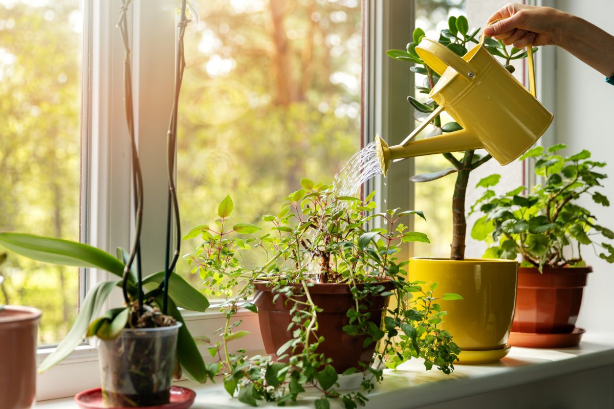 Que tal ter mais plantas em casa?